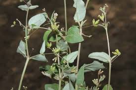 Image result for Boerhavia