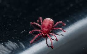 Image result for red mite