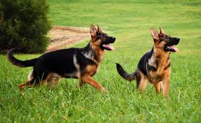 The cheapest offer starts at £30. Vertrauen German Shepherds