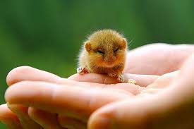 Young Hazel Dormouse Cute Hamsters Cute Animals Cute Baby Animals