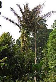 Maybe you would like to learn more about one of these? Enau Wikipedia Bahasa Indonesia Ensiklopedia Bebas