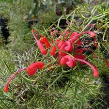 Image result for Gunillaea