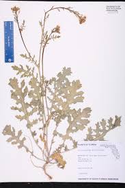 Image result for Erucastrum