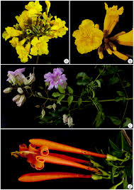 Image result for Handroanthus chrysotrichus