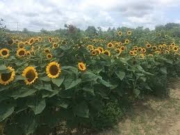 Even if you aren't a huge flower aficionado, there's something special about the sunflower. New Sunflower Maze Opens At Longtime Long Island Family Farm Riverhead Ny Patch