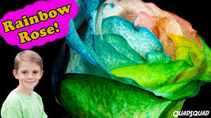 It can also be beautiful to gather blue flowers. Rainbow Rose Science Project To Color Flowers Youtube