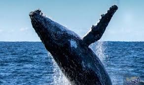 ظهور الحوت الأزرق بالبحر الأحمر في منطقة خليج العقبة Best Beaches To Visit Whale Watching Whale