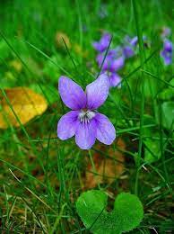 We did not find results for: Early Spring Colors In The Yard Blue Lavender Purple Yellow Small Purple Flowers Early Spring Flowers Sweet Violets