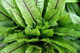Plantă erbacee cu frunze alungite și acrișoare, cultivată ca plantă alimentară sau medicinală (rumex acetosa). Buruieni De PrimÄƒvarÄƒ In BucÄƒtÄƒria NoastrÄƒ Laura LaurenÈ›iu