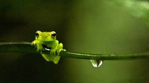 Image result for glass frog