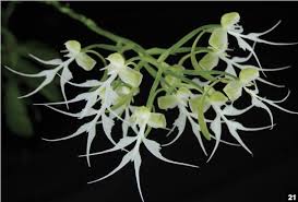 Image result for Habenaria arenaria