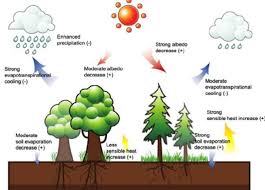 Effects Of Forests On Rainfall Vegetatio And Precipitation Forestrypedia Precipitation Rainfall Vegetation