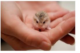 Nisip alb, recifuri de corali, apusuri de soare care îți taie răsuflarea, specii de vegetație și pești unice în lume, acestea sunt doar câteva. Top 14 Cele Mai Mici Animale Din Lume Lifestyle Zu Tv