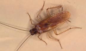 06.03.2011 · pijat memang terbukti mampu meregangkan otot yang kaku dan menyegarkan tubuh. Mypestnews