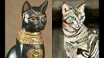 23 Best Egyptian cat breeds images in 2020 - Pinterest