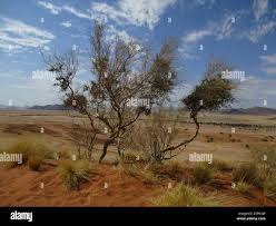 Image result for Parkinsonia africana