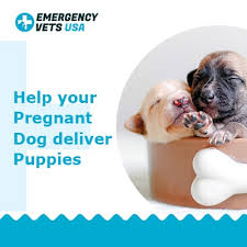 Let them sleep in the same room as you. Helping Your Pregnant Dog Give Birth The Process Of Birthing Puppies