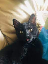 Walter chandoha pioneer of the cat meme 1843. Pin On Just Cats