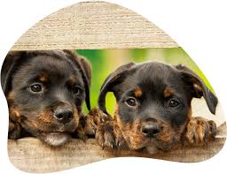 O dönemde bu köpekler, büyük baş hayvan sürülerini gütmek için. Der Rottweiler Im Rasseportrat Amicando