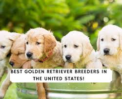 Here at golden cellars we specialize in producing top quality, beautifully white, akc european golden retrievers. 4 Best Golden Retriever Breeders In The United States 2021 We Love Doodles
