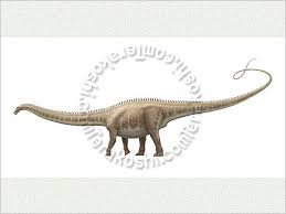 Which dinosaur was bigger seismosaurus or baryonyx? Diplodocus Include Seismosaurus Dinosaur Dinosaurus Sauropod Diplodocus Dinosaur Animals