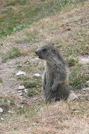 Fumigation and shooting are options best reserved for rural settings. How To Catch A Groundhog In Your Yard Arxiusarquitectura
