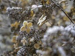 We did not find results for: 5 703 Frosty Flowers Photos Free Royalty Free Stock Photos From Dreamstime