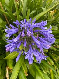 Image result for Agapanthus praecox