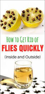 How To Get Rid Of Flies Quickly Inside And Outside Get Rid Of Flies Cleaning Food