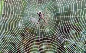 Membina sarang pada lol<asi yang. Bunuh Laba Laba Berdosa Benarkah Islampos