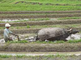 Empowerment And Rural Development Primer Agricultural Leasehold System In The Philippines