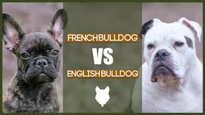 Французские бульдоги the best dogs. French Bulldog Vs English Bulldog We Like Dogs