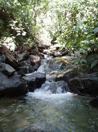 Pour the collected water into the filter and allow it to drip slowly. How To Purify Water In The Forest Arxiusarquitectura