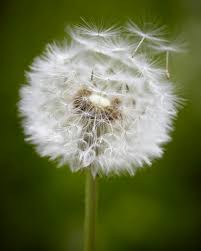 Image result for Taraxacum