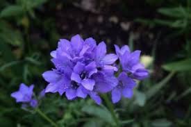 Image result for Dicliptera pumila