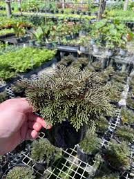 Image result for Selaginella dregei