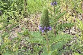 Image result for Kanahia laniflora