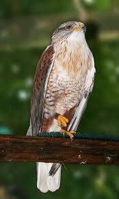 Birds Of Prey Animals Wiki Ferruginous Hawk Captivity Ferruginous Hawk Wikipedia Kus Hayvanlar Kartal