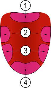 Swollen taste buds causes diagnosis and treatment. Tongue Map Wikipedia