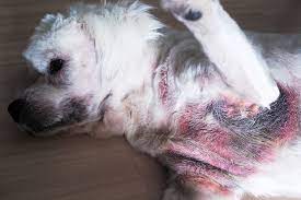 We did not find results for: Malassezia Dermatitis Yeast Infections In Dogs Causes Treatments Prevention Pet Keen