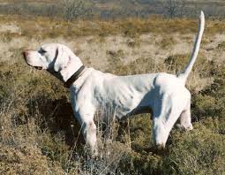 English Pointer Classic Look English Pointer Puppy Bird Dog Training English Pointer