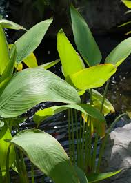 Image result for Thalia geniculata