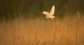 Naze Birds of Prey Evening