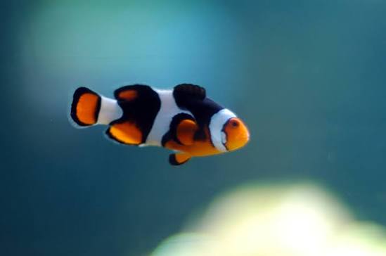 FISH