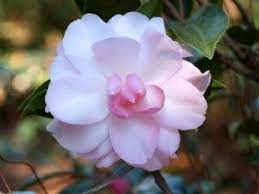 First Blush Flower Show Camellia Flowers
