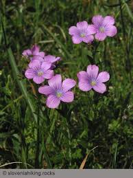 Image result for Linaceae