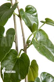 Image result for Pyrenacantha