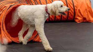 10 days of daycare for ongoing socialization to be used within 30 days of completion of training camp. Dog Training Phoenix Agility Obedience Puppy Zoom Room Dog Training