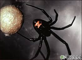 Prop a bitten arm or leg on pillows or. Black Widow Spider Information Mount Sinai New York