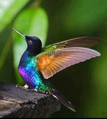 Birds Chirping In The Morning Spiritual Meaning Humming Bird Animais Coloridos Aves De Estimacao Passaros